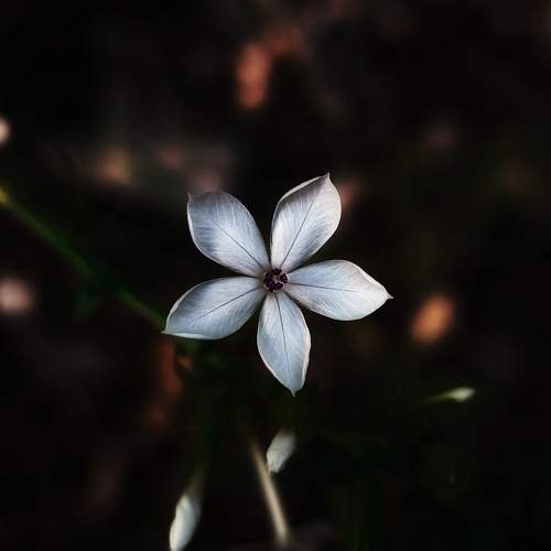 Photo #11651704