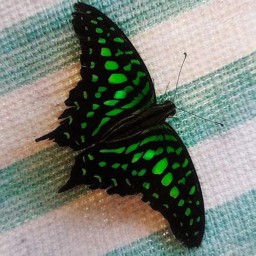 Photo #11651707