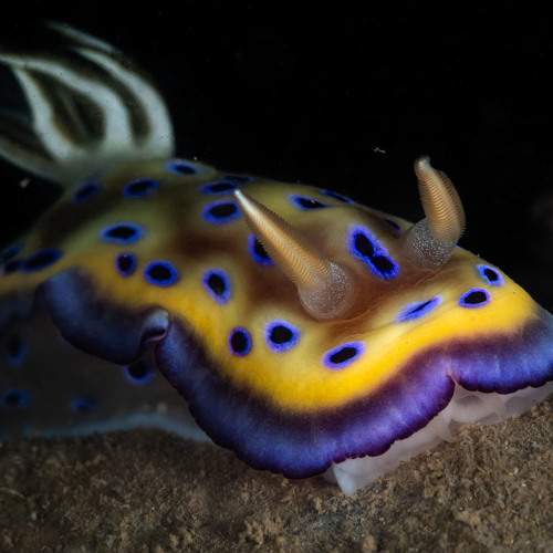 Kune's Chromodoris