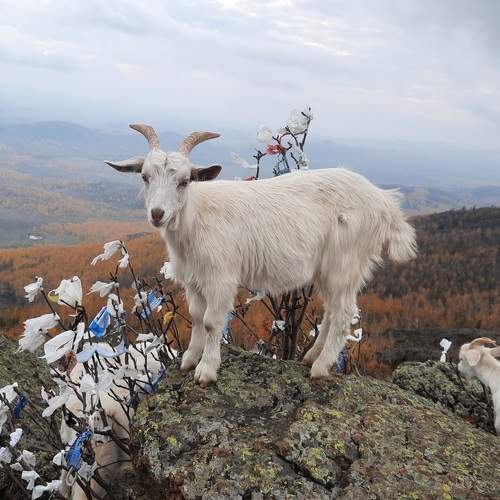 Photo #11655503