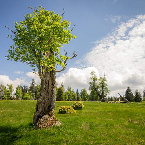 Photo #11656871