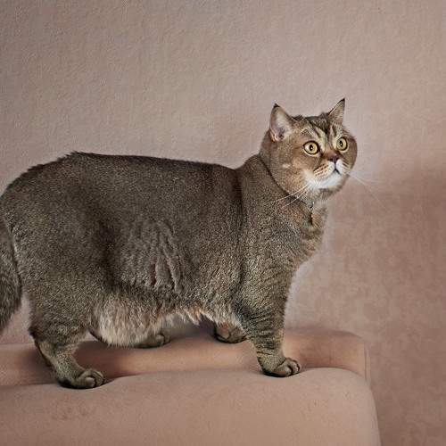 кот Ватсон