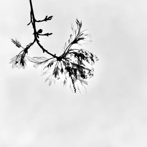 spring.