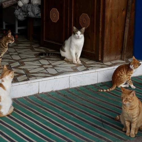 Photo #11660106