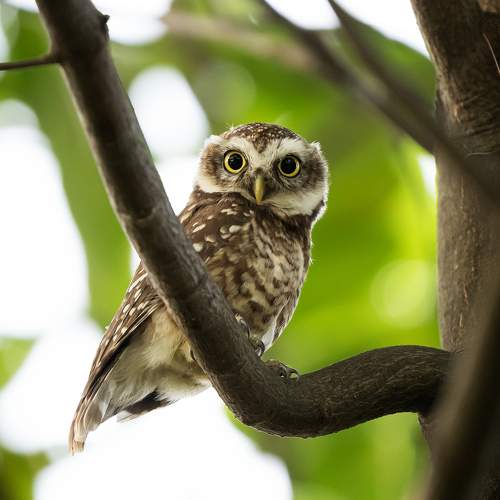 Eyes of the Wild