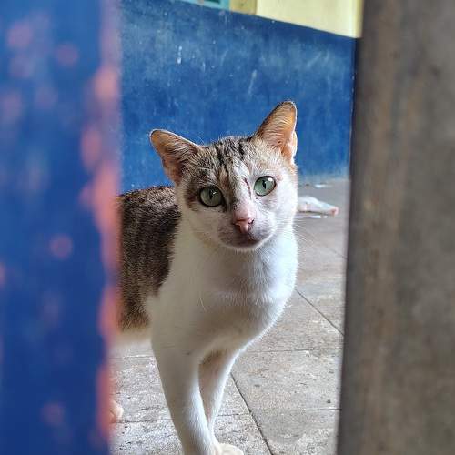 Photo #11662639