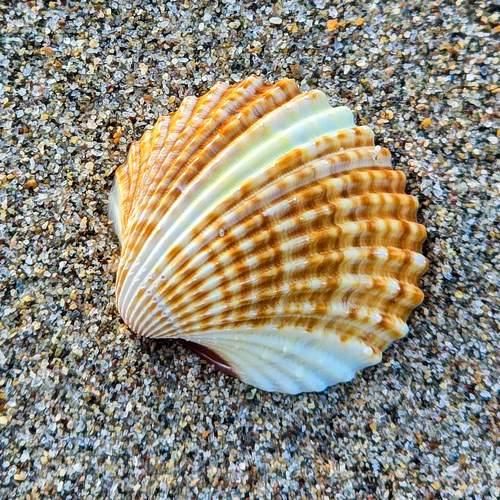 Photo #11663144