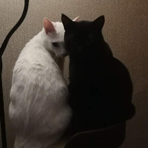 Photo #11663705