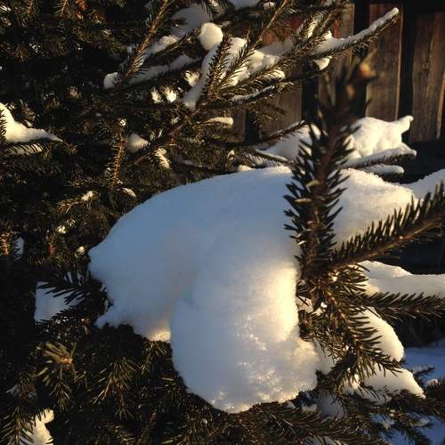 Photo #11664233