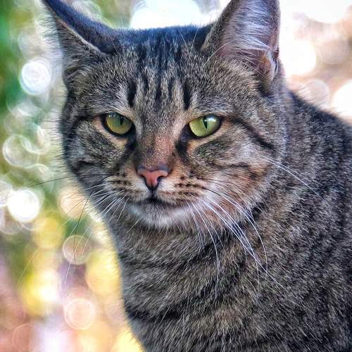 Photo #11665333