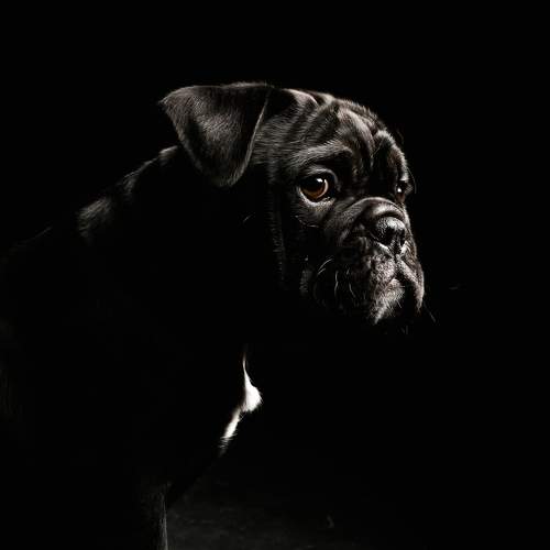 Photo #11665570