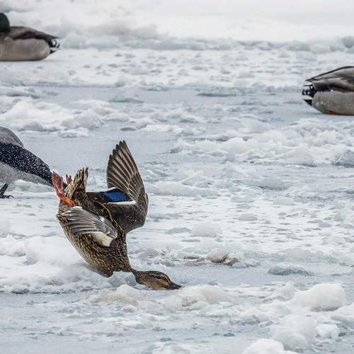 Жесткая посадка