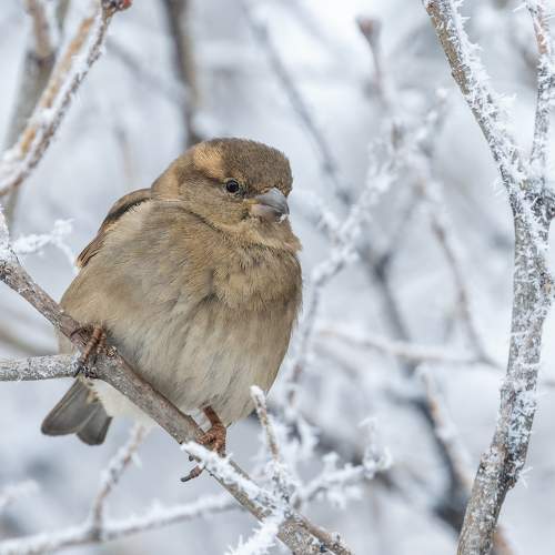 Морозно сегодня