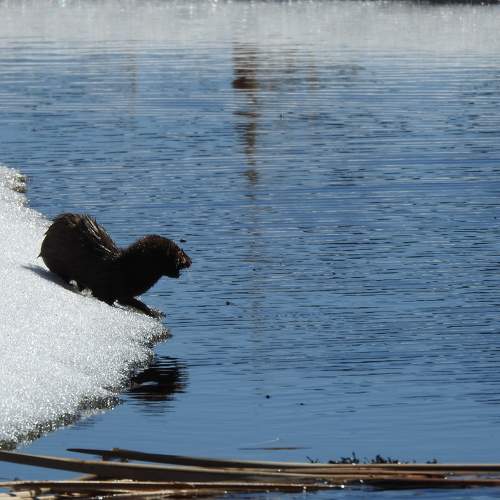 Photo #11667363
