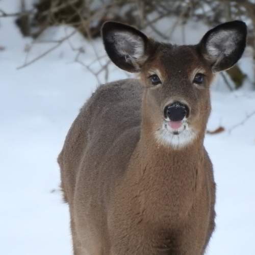 Photo #11667391