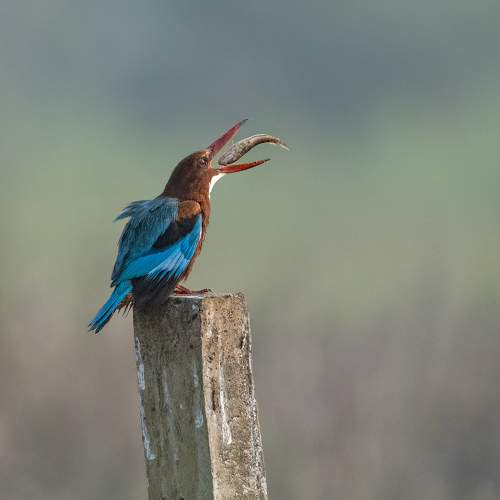 Kingfisher in action