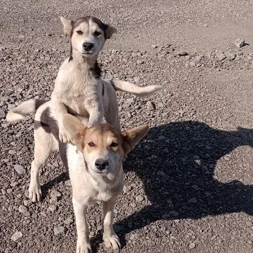 Photo #11668483