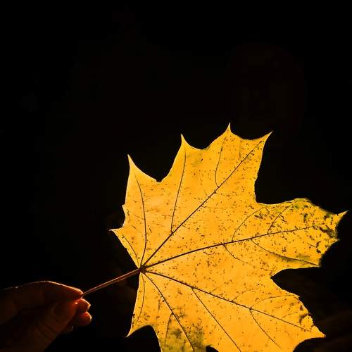 Photo #11669595
