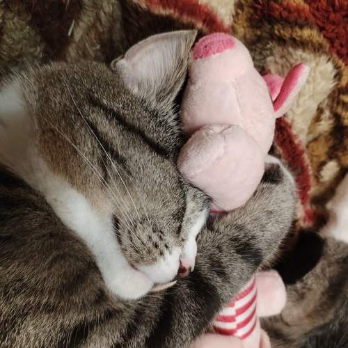 Photo #11669793