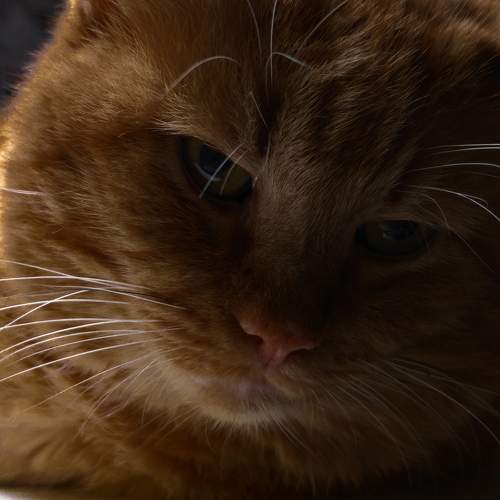 Photo #11670140