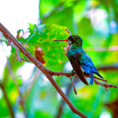 Photo #11670749