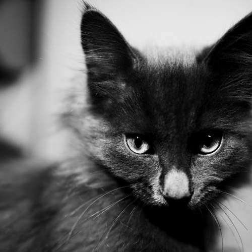 Photo #11671848