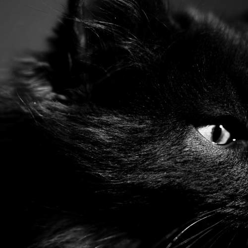 Photo #11671856