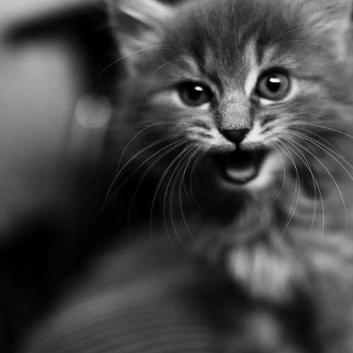 Photo #11671861