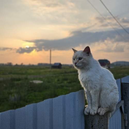 Photo #11674169