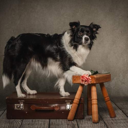 yucca, the search dog
