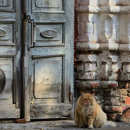 Photo #11675253