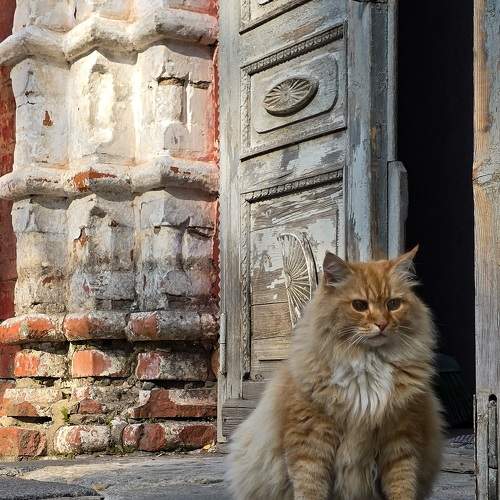 Photo #11675264