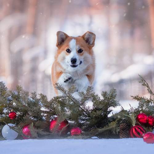 Полет в Новый год.