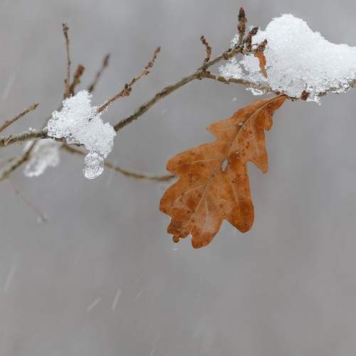 Photo #11676620