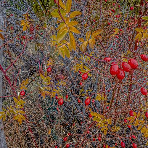 Balanced natural hues of gray, green, and red.