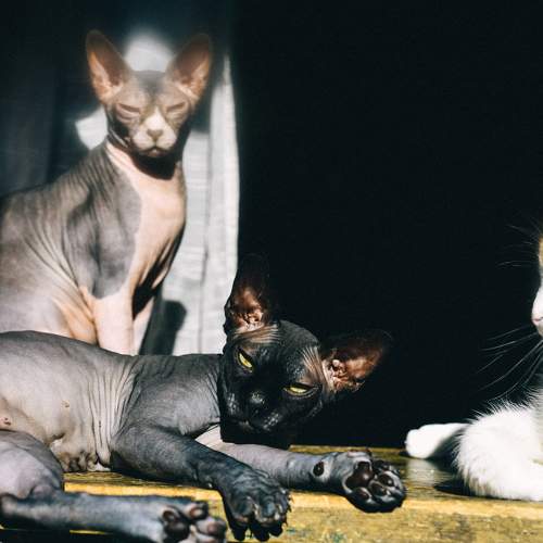 Фотография #11677823