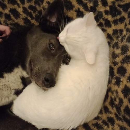 Photo #11678864