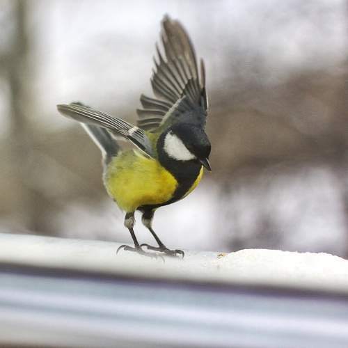 Photo #11678926