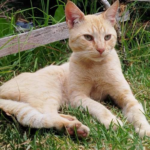 Photo #11683205