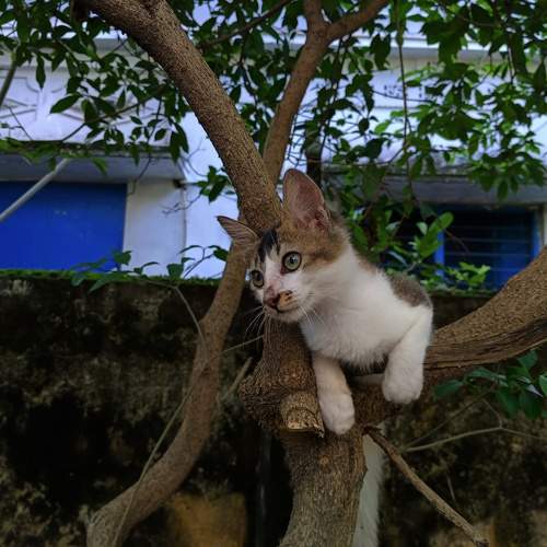 Photo #11683530