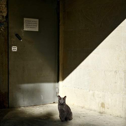 Photo #11684250