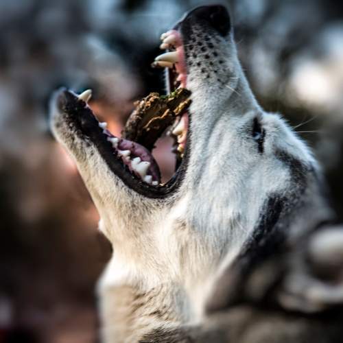 Photo #11684296