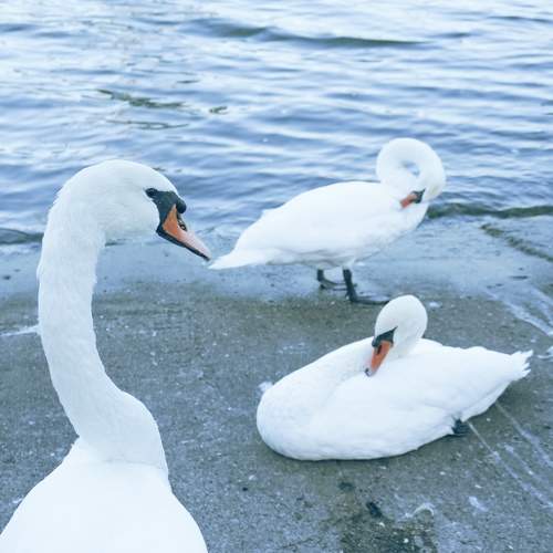 Photo #11684421