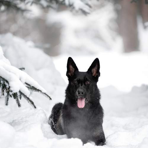 Photo #11685800