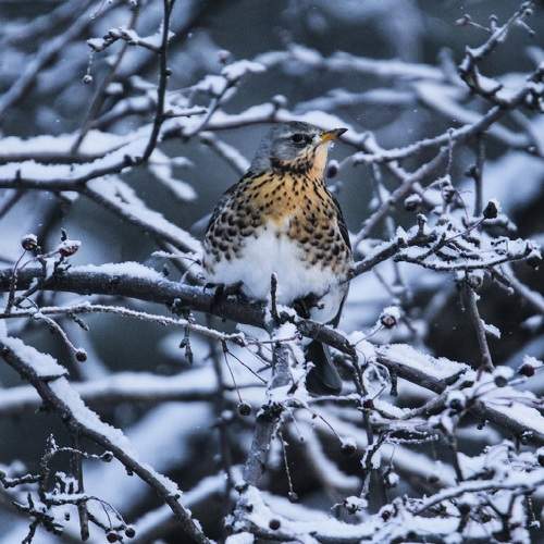 Photo #11687347