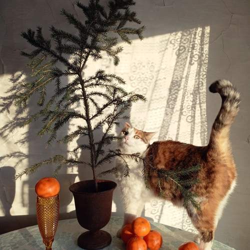 Photo #11687460