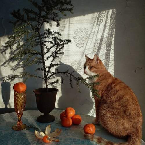 Photo #11687490