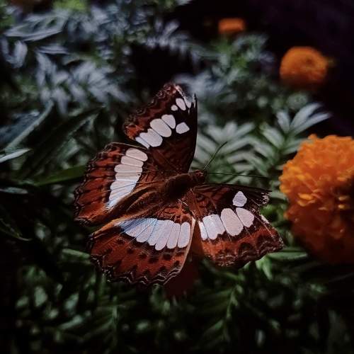 Photo #11687817