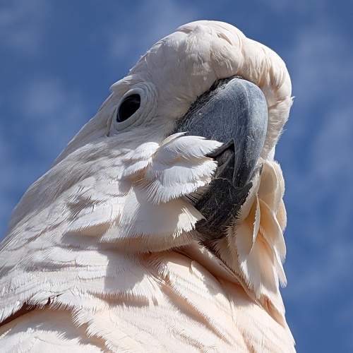 Photo #11688136
