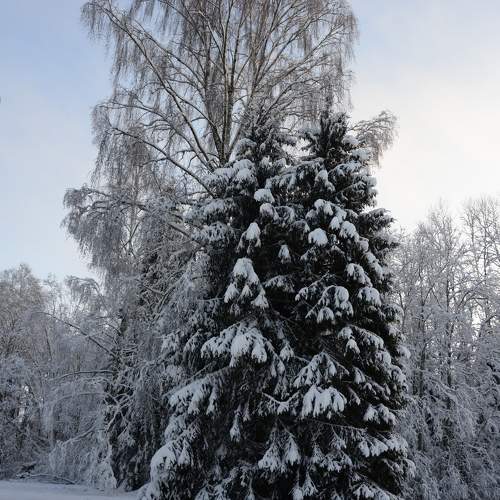 Photo #11688380
